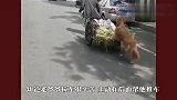 流浪猫总在路边碰瓷，路人好奇过去查看，结果被吓出一身冷汗