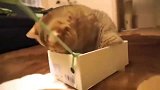 橘猫：朕的新坐骑酷不酷我跟你说，它还能漂移！