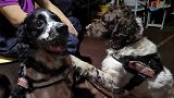 搜救犬宜宾救灾 入夜时分累得瘫倒在地