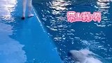 粘人的大白鲸