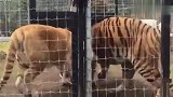 东北虎遇上孟加拉虎,隔着笼子谁也不服谁,真打起来谁能赢