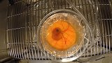 没有了蛋壳的鸡蛋，还能孵化成功吗？实验过后奇迹出现了