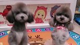 泰迪妲己真是太有心眼了，还套路自己妈妈