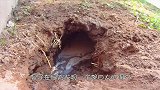 男子在后院发现一个洞穴，往洞里猛灌水，下一秒钻出一个奇怪生物