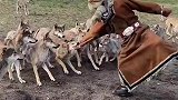 内蒙古养狼专业户，平时吃的太奢侈了，能把他们训得听话吗？