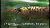 将金龙鱼和蜈蚣放到一起，本以为金龙鱼会被秒杀，结果颠覆想象