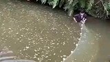今天抓鱼有点危险，这草鱼也太生猛了，吓我一跳