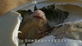 鬣狗盯上刚出生的小鸵鸟，正垂涎欲滴时，怎料吓得拔腿就跑！