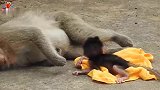 老猴子为争抢食物被咬死死了，可怜的婴儿为哀悼而哭，眼泪流干了