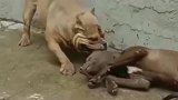 比特犬假装昏倒，恶霸犬趁机攻击，结果却意料之外