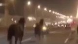 猎奇-20170907-一群马-越狱-跑上马路，与车赛跑