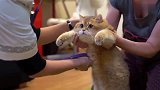 金渐层猫咪不仅颜值高，性格还这么温顺，让人爱不释手