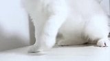 萌宠：今天休假，我就陪猫咪玩逗猫棒，猫咪玩得可开心了！