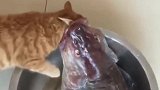 猫：铲屎的快救我，这鱼要吃了我！