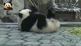 熊猫宝宝捡了根竹子躺下来，乖乖卖萌，可爱得太不像话了