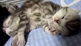 躺着睡觉的猫咪，这姿势好搞笑呢，笑得我都岔气了！