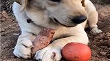 狗狗可以吃的类食物，你家狗狗爱吃吗
