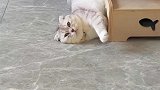 翻肚猫肥猫躺，摆烂大肥喵
