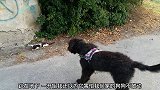 猫咪躺在原地一动不动，狗第一个发现，铲屎官向前查看
