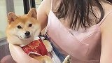 被抱着真开心，小番茄憨狗