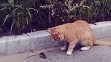 猫咪捉老鼠，如果不是为了玩，那么捉它还有什么意义