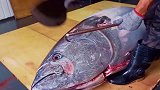 第1视角切割金枪鱼，重达100余斤，肉质堪称极品