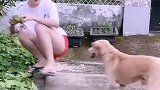 这才是舔狗！