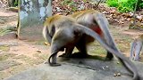 令人心碎的视频！丹妮拉被一群猴子袭击，一生可怜只剩泪珠！