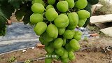 躲进葡萄园里吃葡萄，什么感觉，想想就美