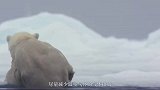 南极洲发生“惨案”，250头海象集体跳崖，到底是什么原因