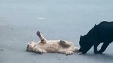 猫狗大战，猫咪和狗子的战斗，猫咪佯装死去让狗子伤心不已