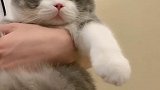 送挠人咬人不乖的猫！