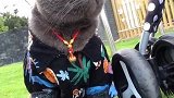户外玩耍偶遇小母猫