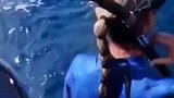 潜水员刚想下水，差点就把自己送入鲨口