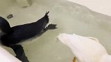 把企鹅和鸭子放一起洗澡，接下来发生的一幕，铲屎官傻眼了
