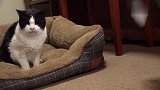 狸花猫看上老猫的窝，双方眼神对峙：你说，这窝归谁
