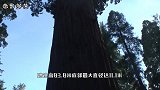 全世界最大的树，树龄从商朝至今，被尊称为“将军”！