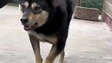 快溜溜它吧，想散步想疯了