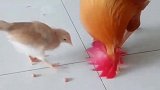 大公鸡：孩子过来，这里有很多好吃的！