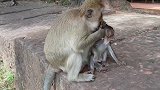 小猴子很怕一只猴子，以前一只猴子抢过它