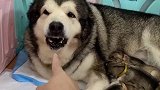护娃狂魔阿拉斯加犬“洛洛”，奶奶要把小奶狗炖了，它立马急了