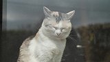 窗边打瞌睡的猫咪，大圆脸离窗台越来越近：我忍不住了