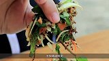 傣族传统名菜，只有强者才能吃到，人类高级营养宝库