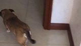 一只中华田园犬照顾主人的一段视频，感动无数网友，太懂事了！