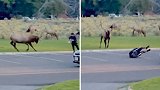 美国：黄石公园一头公麋鹿冲了过来，男子被吓得摔倒在地
