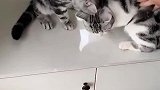 猫：别打架，咱俩在相亲呢！
