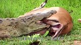 鳄鱼将羚羊死死咬住，羚羊放弃抵抗后，意外的事情发生了