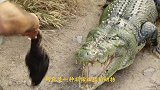 小哥挑战蹦极，被水中埋伏的鳄鱼一口吞下，镜头记录最后10秒