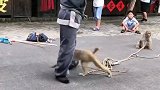 猴子后劲十足。