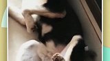 拆家拆家狗真的不是浪得虚名！